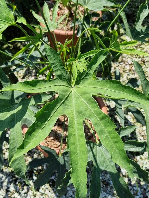 Vingerplant (Fatsia Polycarpa 'Green Fingers')