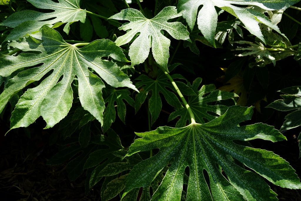 Vingerplant (Fatsia Japonica 'Spiders Web')