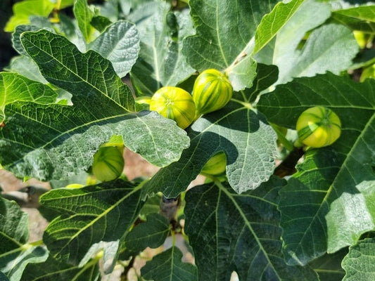 Vijg (Ficus Carica 'Panache')