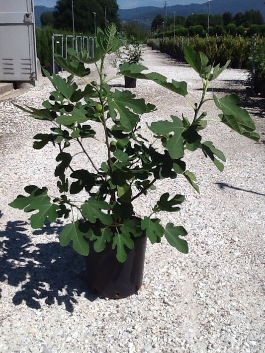 Vijg (Ficus Carica 'Brown Turkey')
