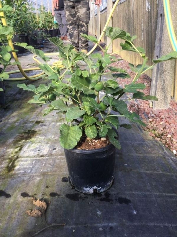 Vijg (Ficus Carica 'Brown Turkey')