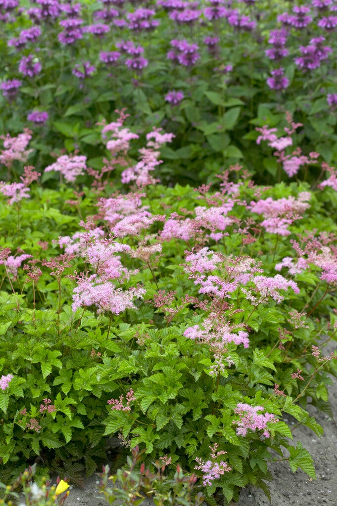Moerasspirea (Filipendula 'Kahome')