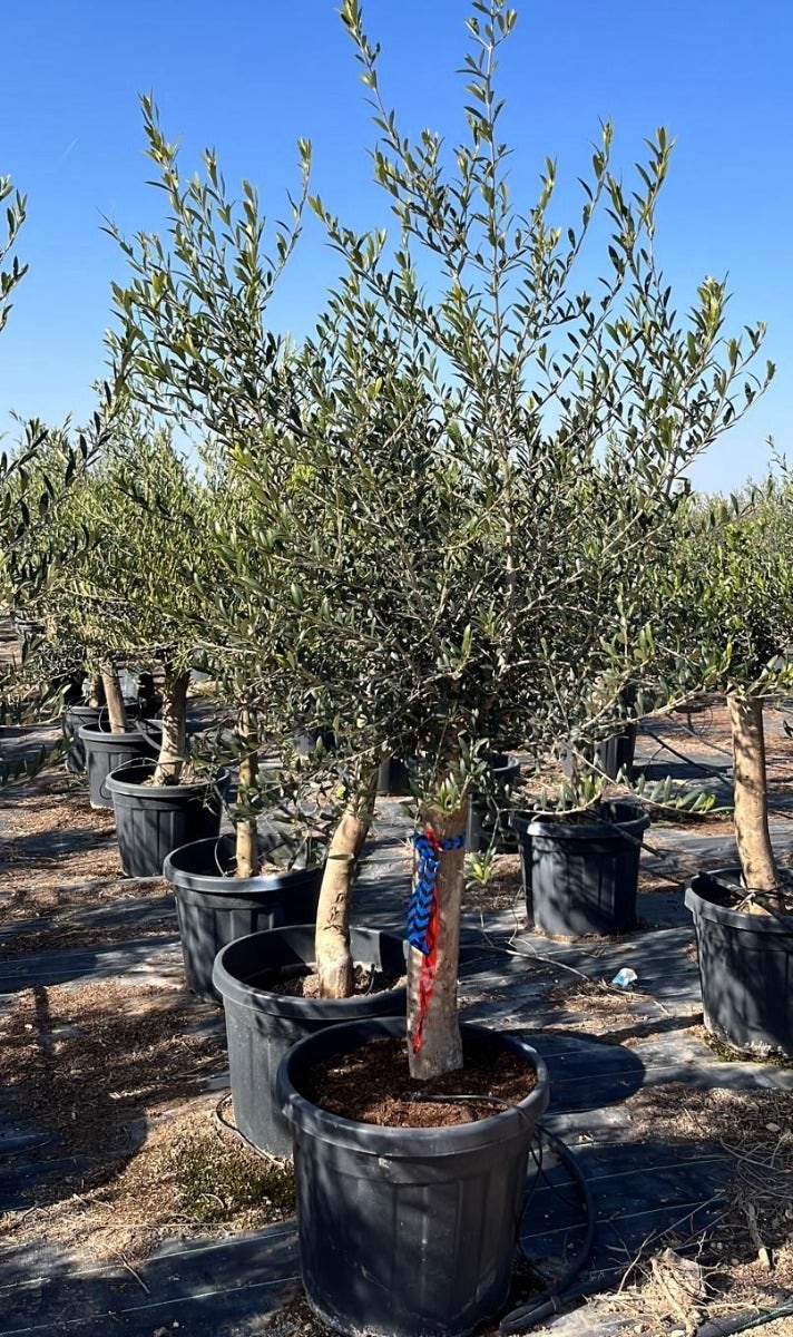 Olijfboom Als Solitair 25/30cm (Olea Europaea)