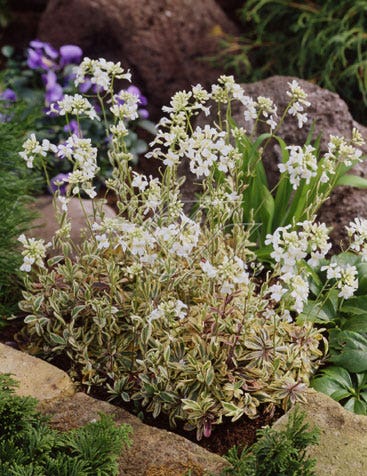 Randjesbloem/Rijstebrei (Arabis Ferdinandi-coburgii 'Old Gold')