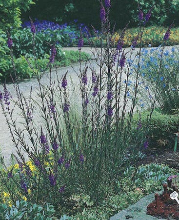 Vlasleeuwebek (Linaria Purpurea)