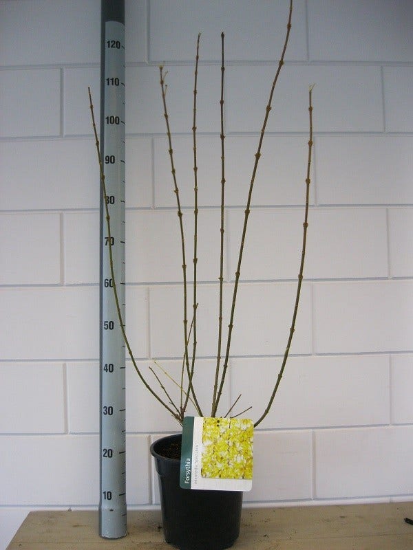 Chinees Klokje (Forsythia Intermedia 'Spectabilis')