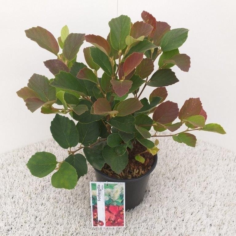 Flessenborstelstruik (Fothergilla Major)