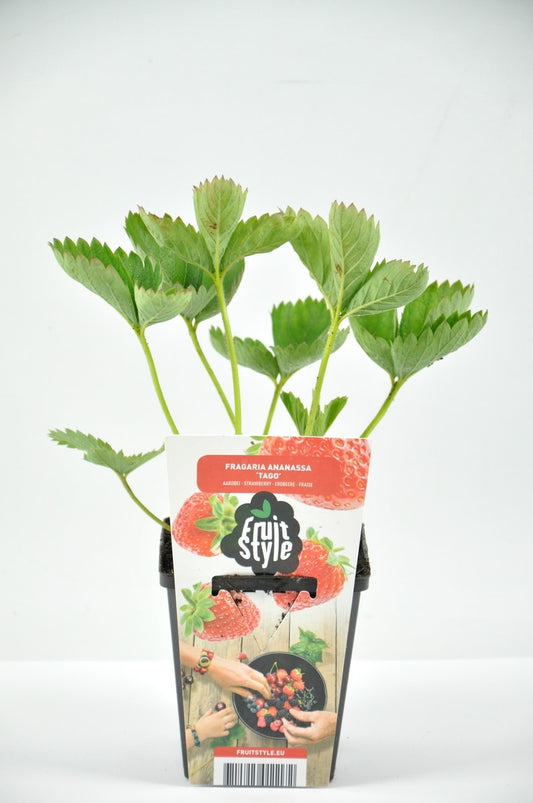 Aardbei (Fragaria Ananassa ‘Korona’)