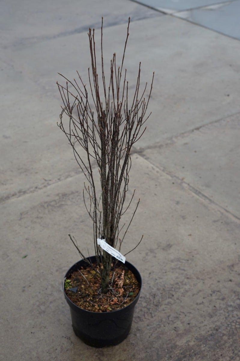 Smalbladige Vuilboom (Frangula Alnus 'Fine Line')