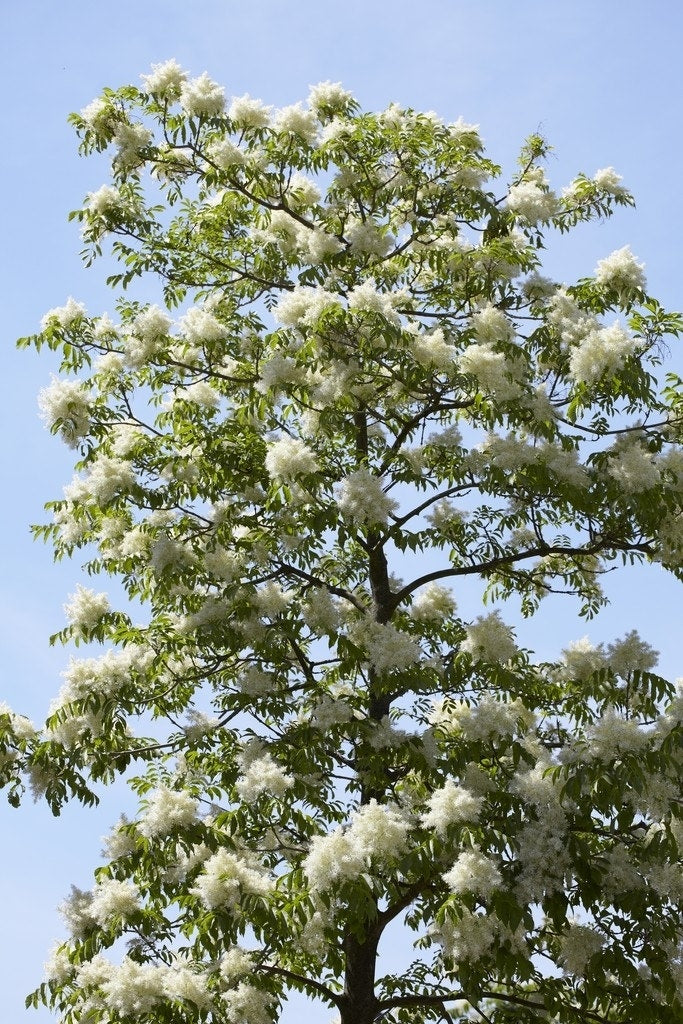 Pluim-es (Fraxinus Ornus)