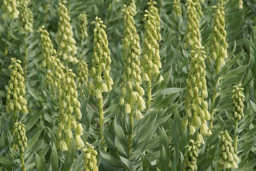 Perzische Keizerskroon (Fritillaria Persica 'Ivory Bells')