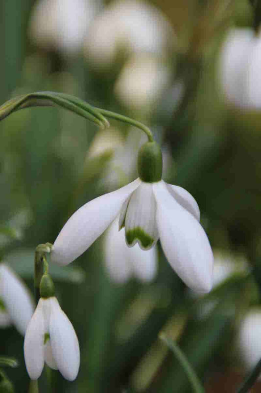 Sneeuwklokjes (Galanthus Nivalis)