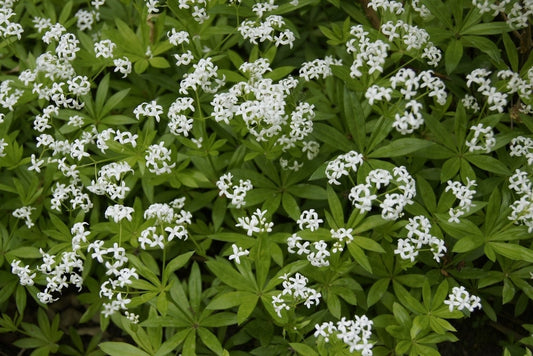Lievevrouwebedstro (Galium Odoratum) BIO
