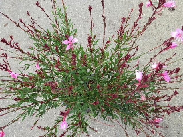 Lindheimer's Kaars (Gaura Lindheimeri 'Siskiyou Pink')