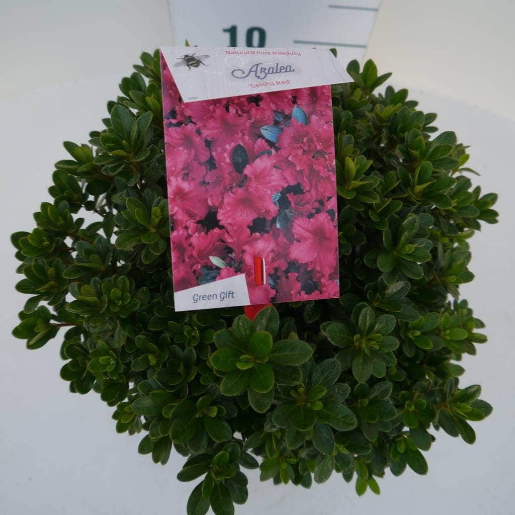 Japanse Azalea (Rhododendron 'Geisha Red')