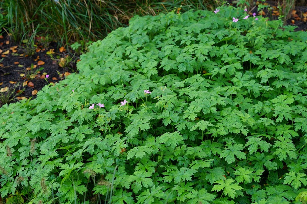 Ooievaarsbek (Geranium Endressii)