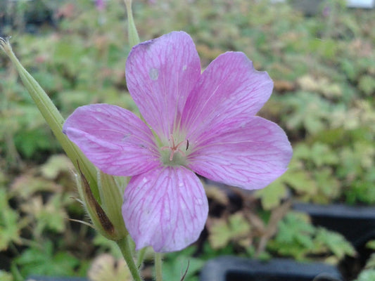 Ooievaarsbek (Geranium Endressii)