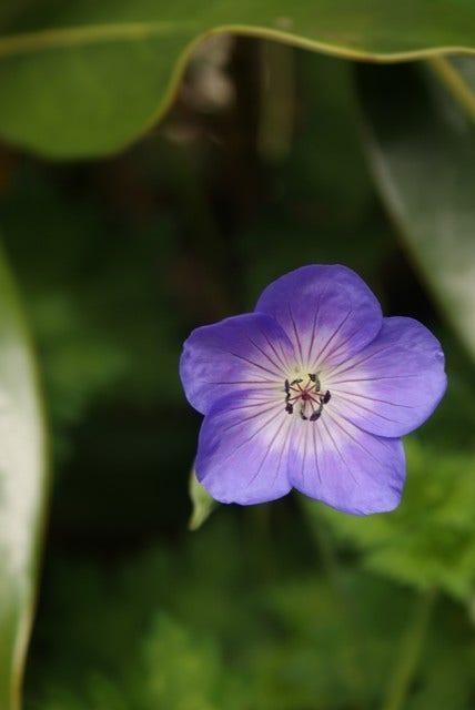 Ooievaarsbek (Geranium 'Rozanne') BIO