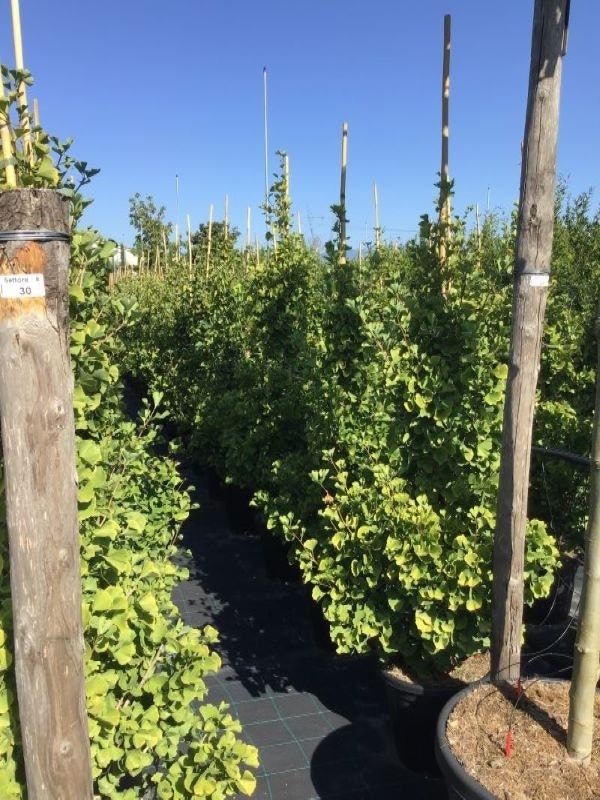 Japanse Noteboom Als Zuilboom (Ginkgo Biloba 'Fastigiata Blagon')