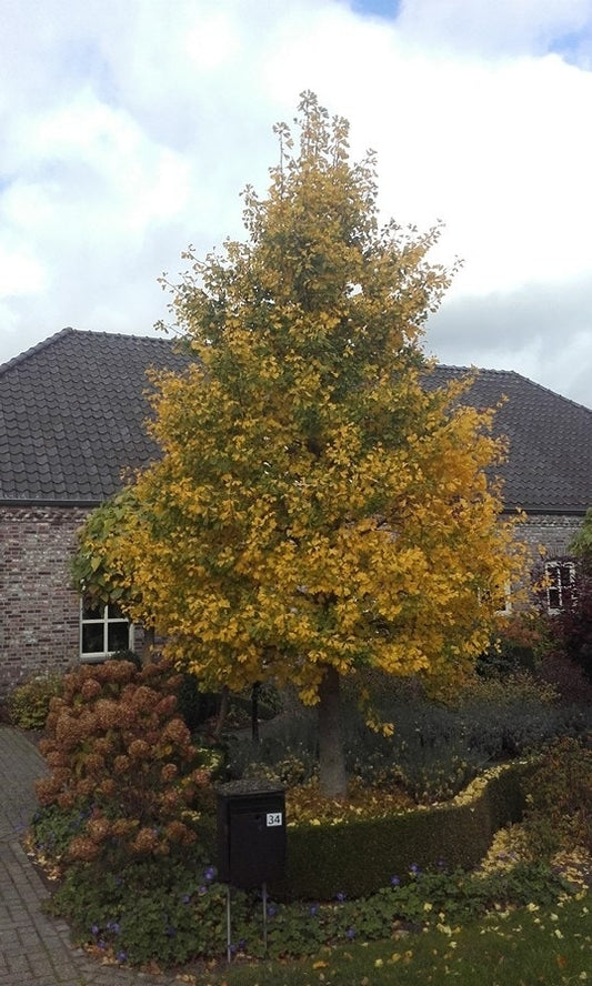Japanse Notenboom (Ginkgo Biloba)