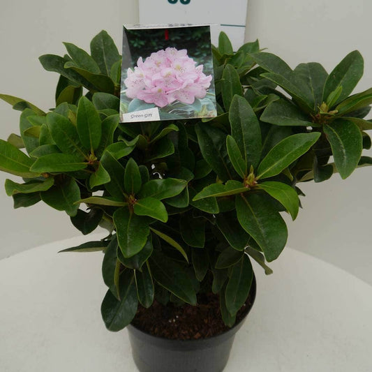 Rhododendron (Rhododendron 'Gomer Waterer')