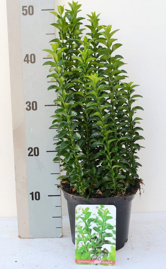 Kardinaalsmuts (Euonymus Jap. 'Green Rocket' ®)