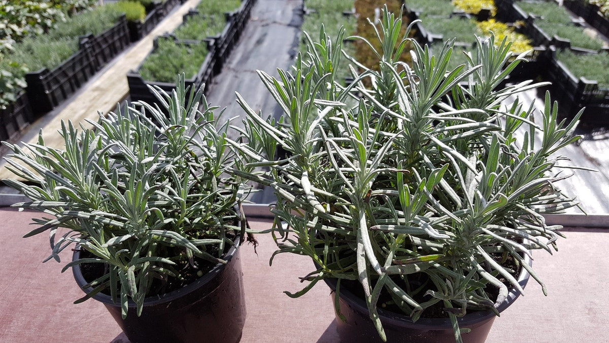 Lavendel Grosso (Lavandula Intermedia 'Grosso')