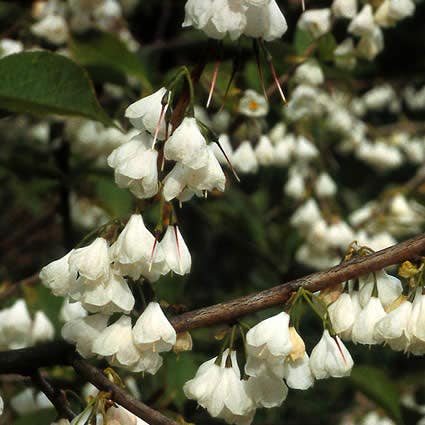 Sneeuwklokjesboom (Halesia Carolina)
