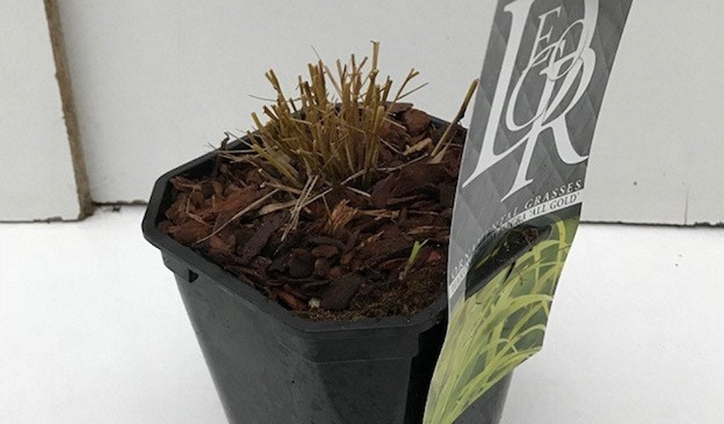 Japans Berggras (Hakonechloa Macra 'All Gold')