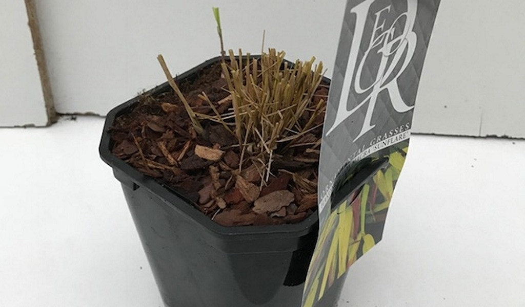 Japans Berggras (Hakonechloa Macra 'Sunflare')
