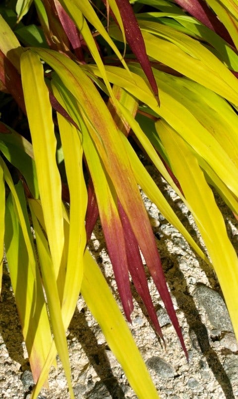 Japans Berggras (Hakonechloa Macra 'Sunflare')