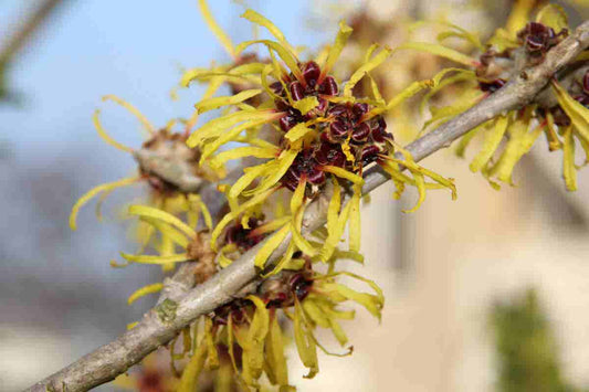 Toverhazelaar (Hamamelis Mollis 'Pallida')