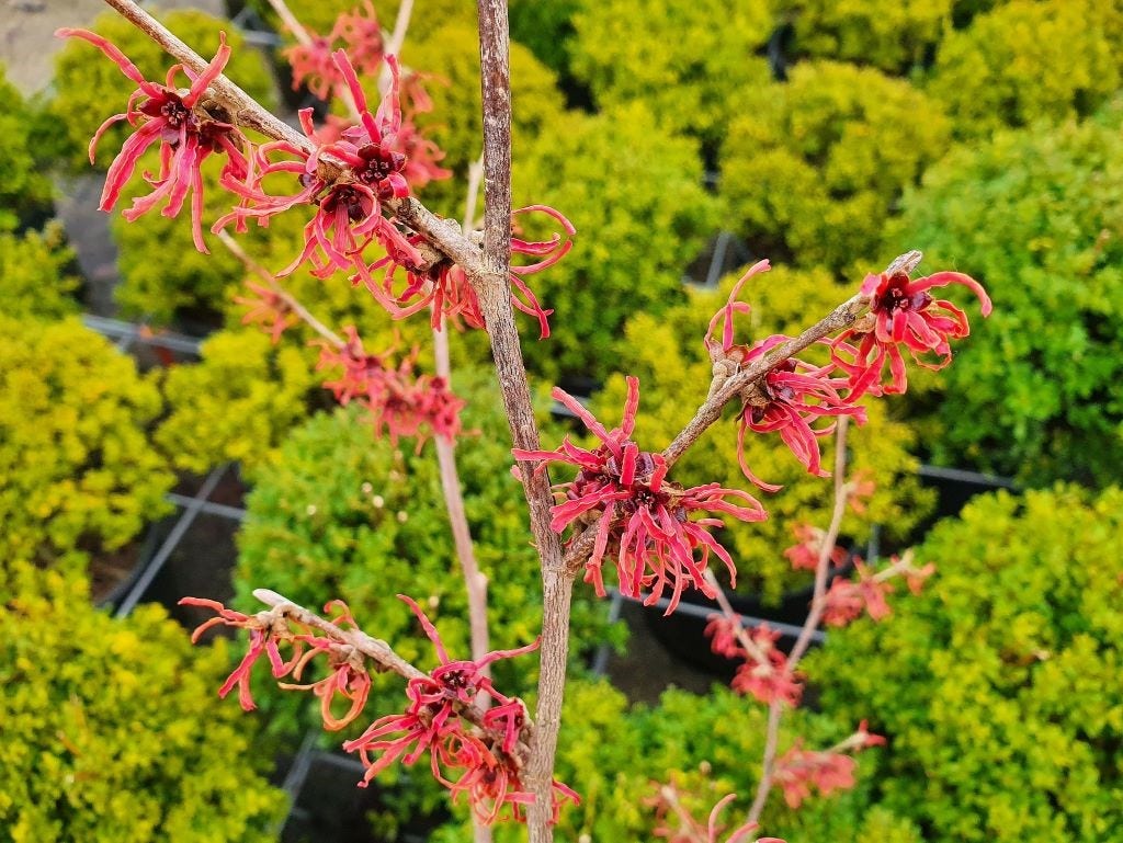 Toverhazelaar (Hamamelis Intermedia 'Ruby Glow')