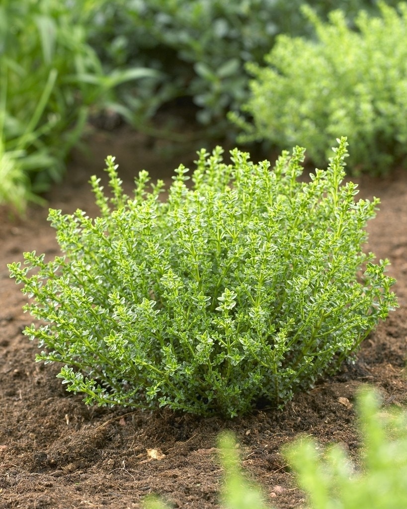 Hebe (Hebe 'Golden Esk')