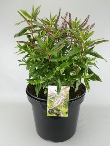 Hebe (Hebe ‘Midsummer Beauty’)