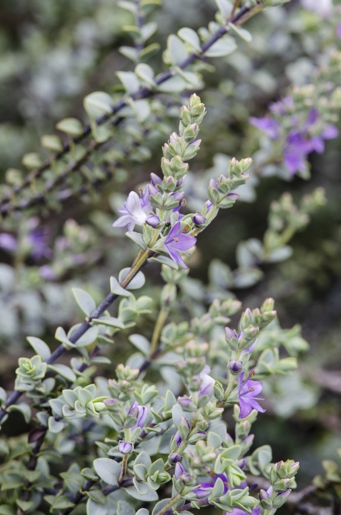 Hebe (Hebe Pimeleoides 'Quicksilver')
