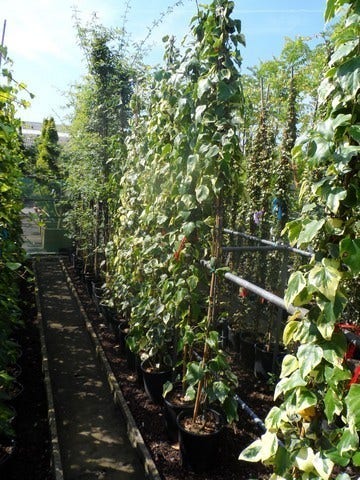 Kaukasische Klimop (Hedera Colchica 'Dentata Variegata')