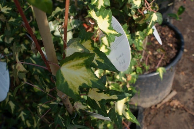 Klimop (Hedera Helix 'Goldheart')