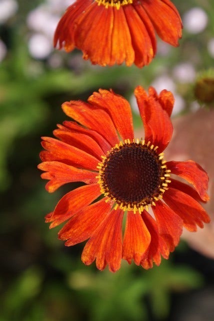 Zonnekruid (Helenium 'Moerheim Beauty')