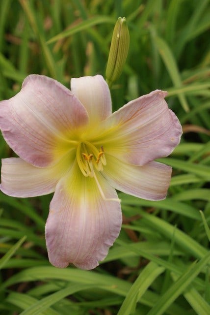 Daglelie (Hemerocallis 'Catherine Woodbury')
