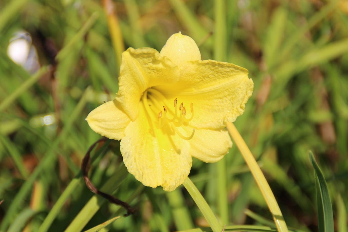 Daglelie (Hemerocallis 'Happy Returns')