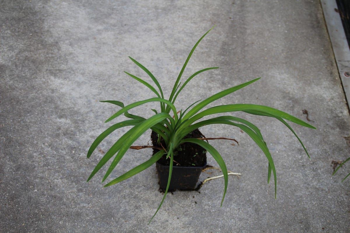 Daglelie (Hemerocallis 'Pardon Me')