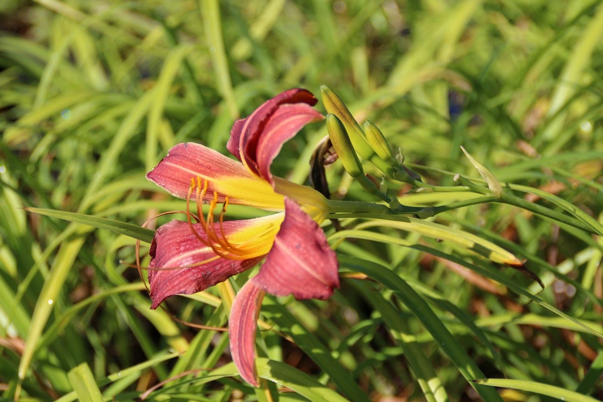 Daglelie (Hemerocallis 'Purple Waters')