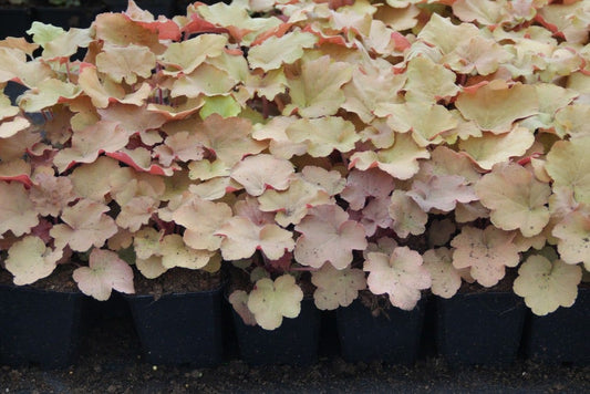 Purperklokje (Heuchera 'Caramel')