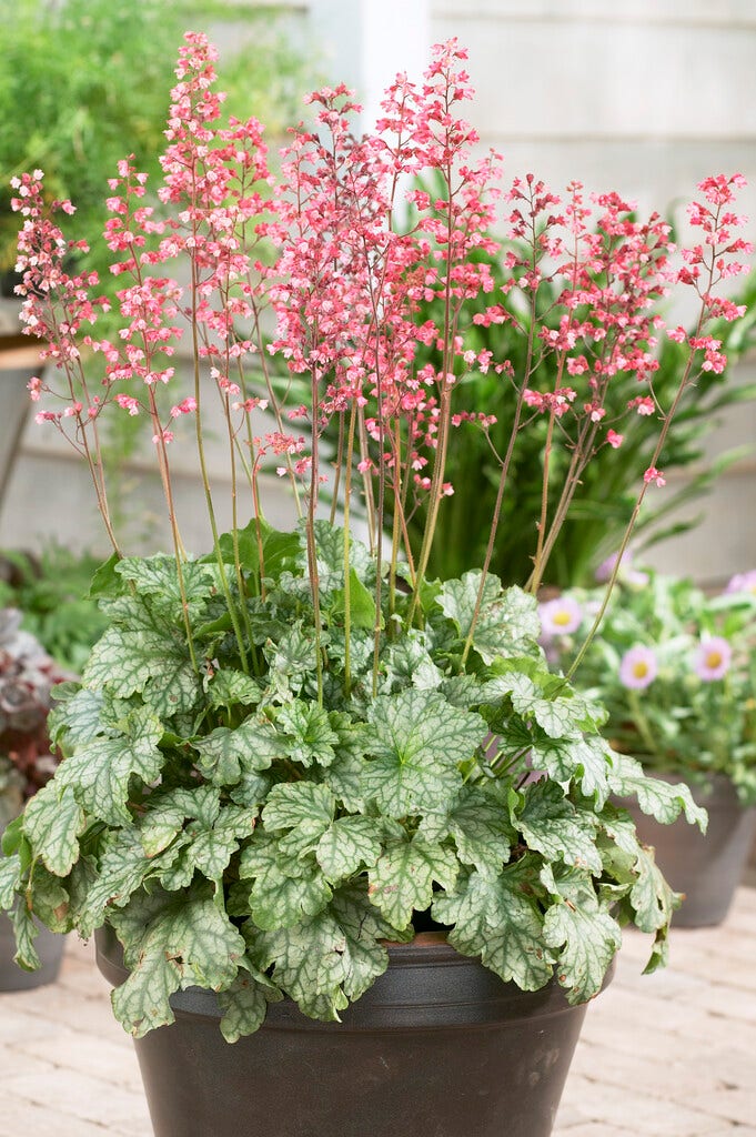 Purperklokje (Heuchera 'Paris')