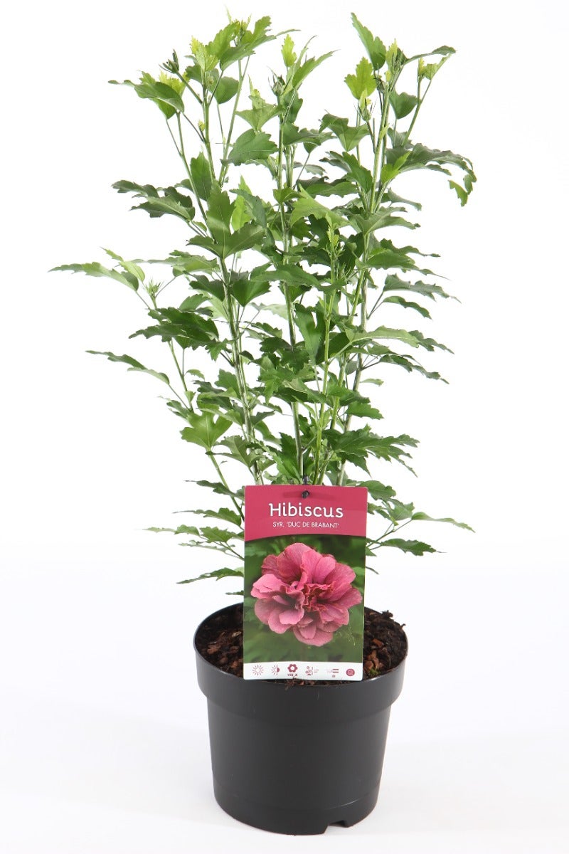 Altheastruik (Hibiscus Syriacus 'Duc De Brabant')