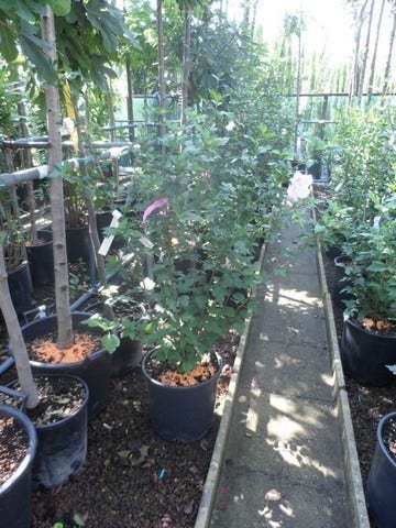 Altheastruik (Hibiscus Syriacus 'Hamabo')