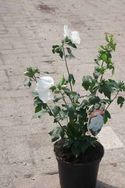 Altheastruik (Hibiscus Syriacus 'Totus Albus')