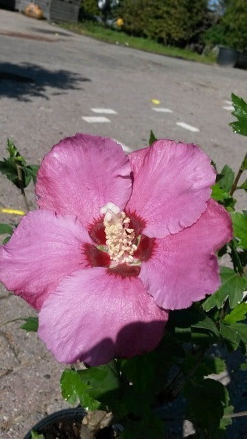 Altheastruik (Hibiscus Syriacus 'Woodbridge')