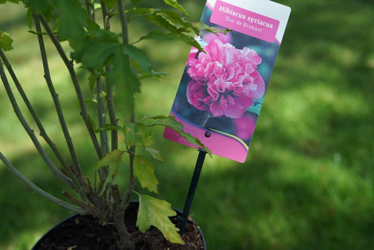 Altheastruik (Hibiscus Syriacus 'Duc De Brabant')